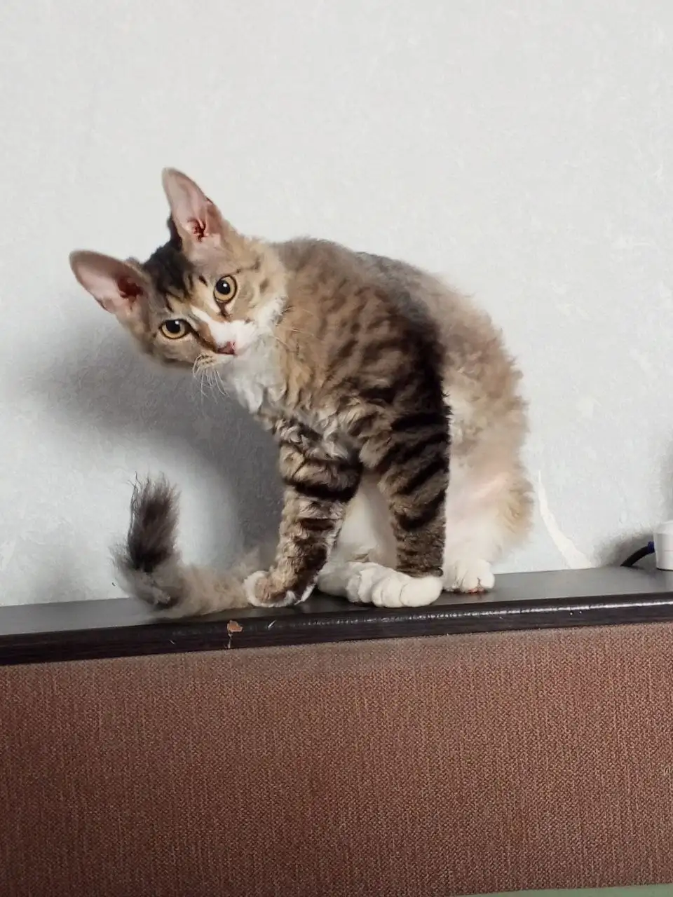 Отдам котенка в хорошие руки - Кошки (Животные) в Новокузнецк