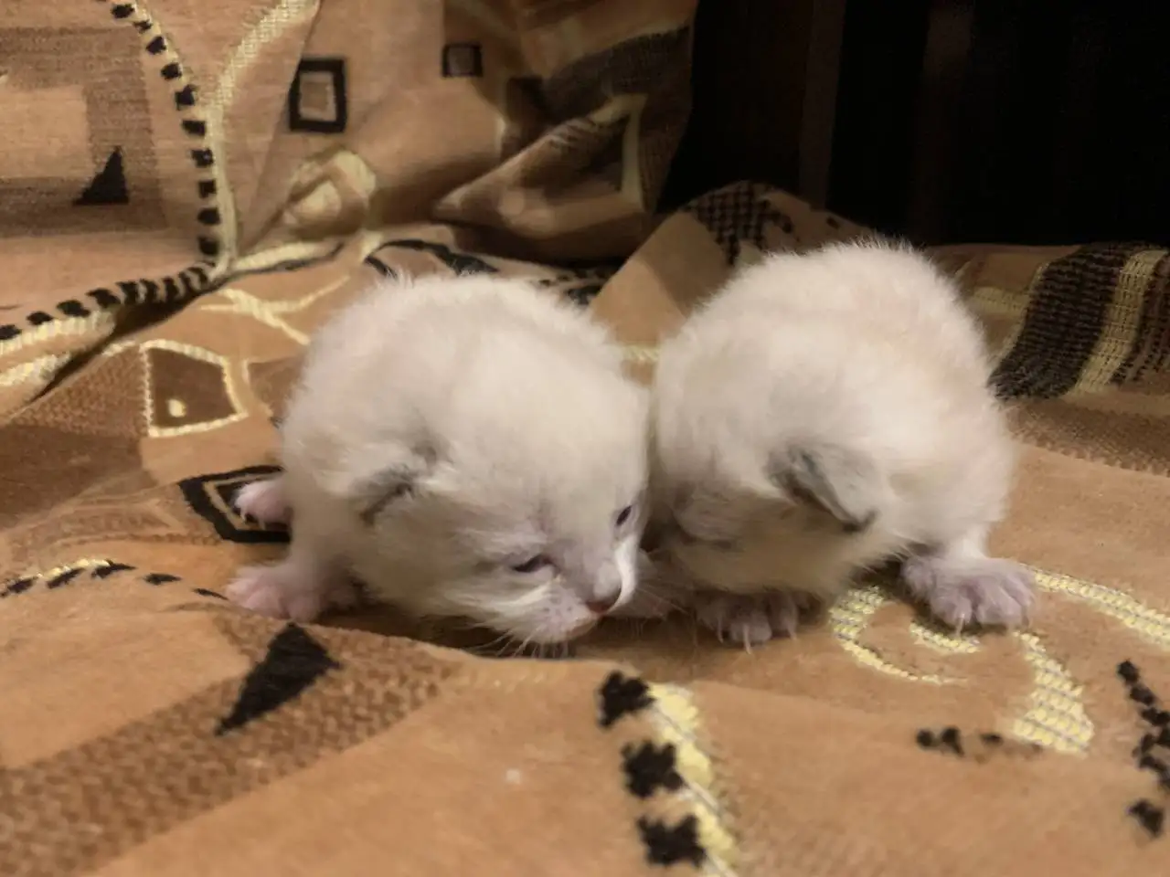 Отдам в добрые руки котят - Кошки (Животные) в Новокузнецк