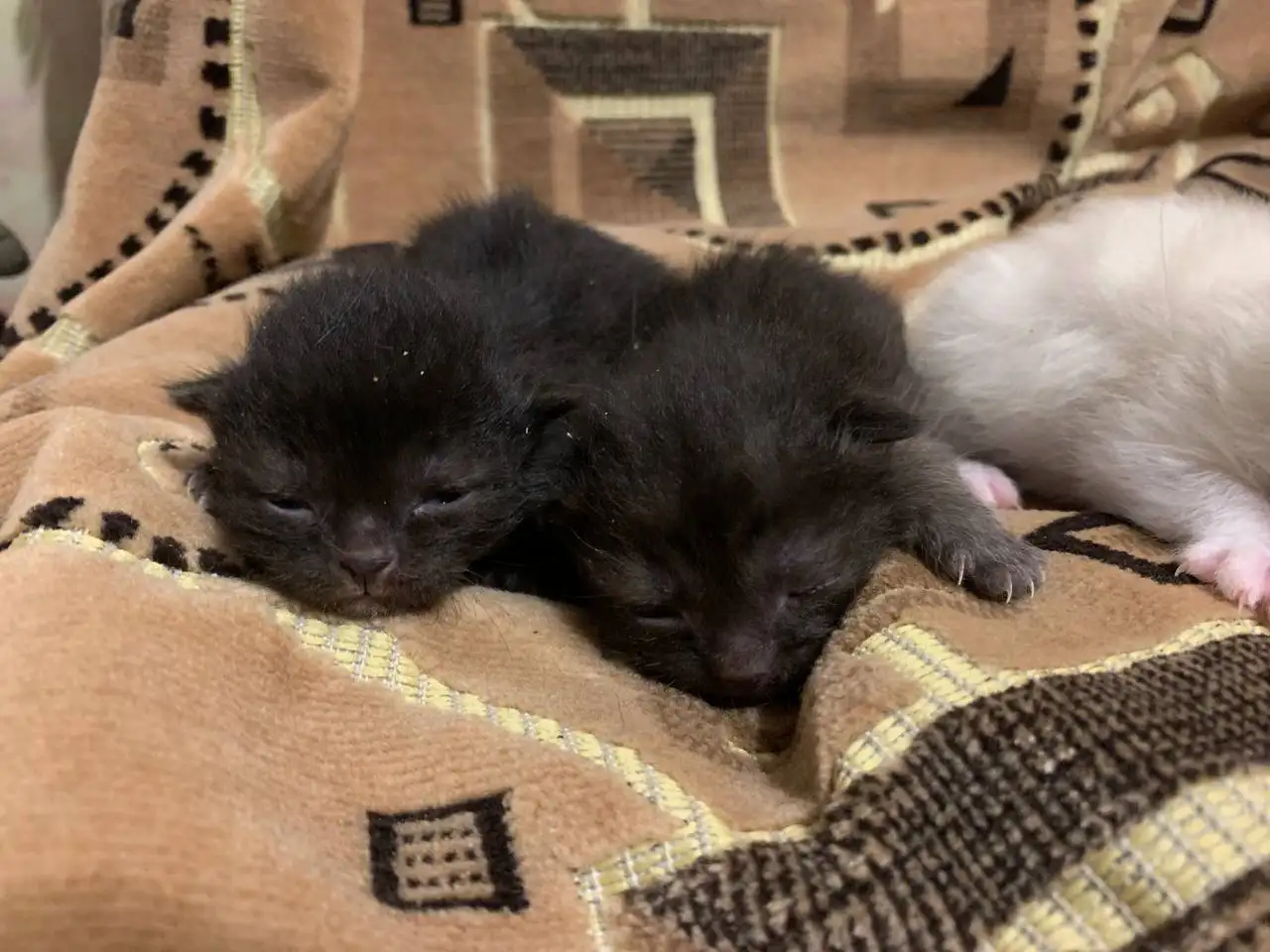 Отдам в добрые руки котят - Кошки (Животные) в Новокузнецк