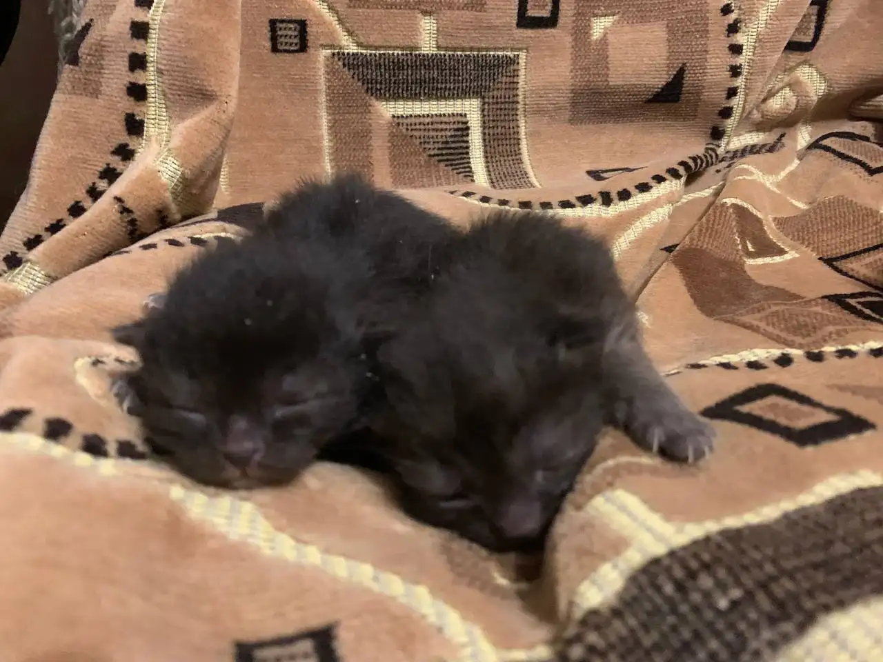 Отдам в добрые руки котят - Кошки (Животные) в Новокузнецк