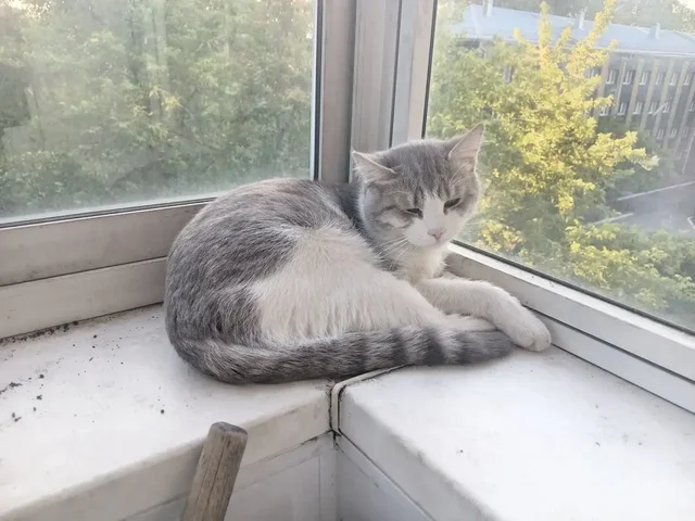 Котик отдам в добрые руки - Кошки в Новокузнецк