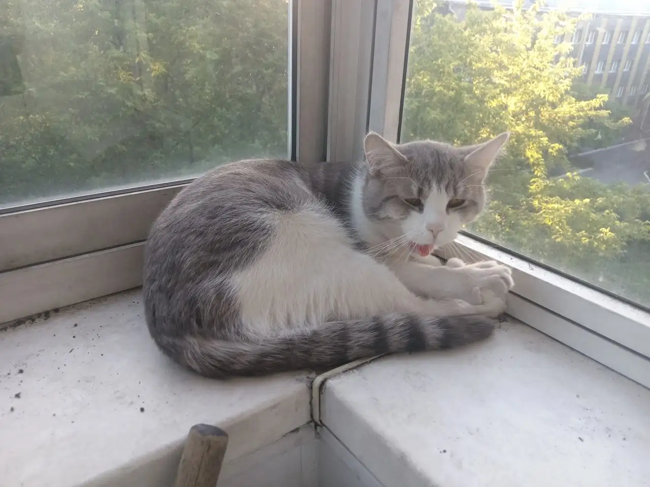 Котик отдам в добрые руки - Животные в Новокузнецк