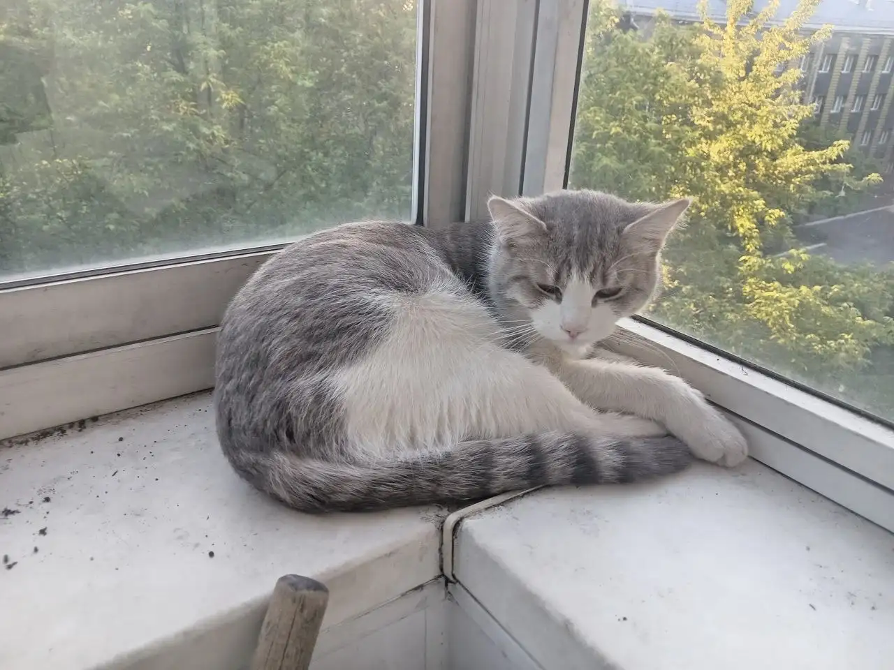 Котик отдам в добрые руки - Животные в Новокузнецк