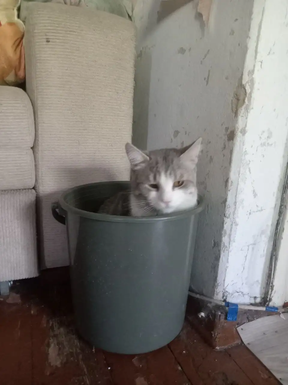 Котик отдам в добрые руки - Животные в Новокузнецк