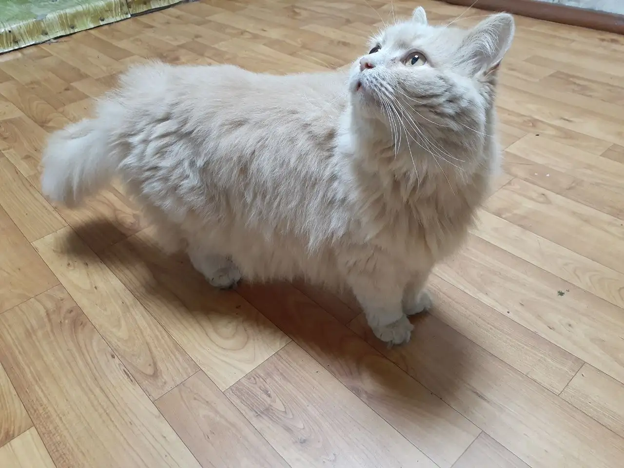 Срочно: пристраивается кошка 9 лет - Кошки (Животные) в Новокузнецк