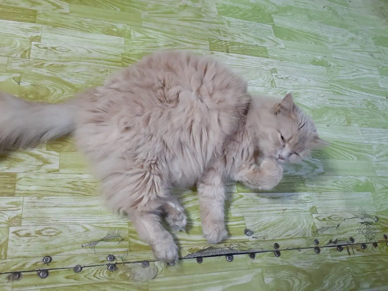 Срочно: пристраивается кошка 9 лет - Кошки (Животные) в Новокузнецк