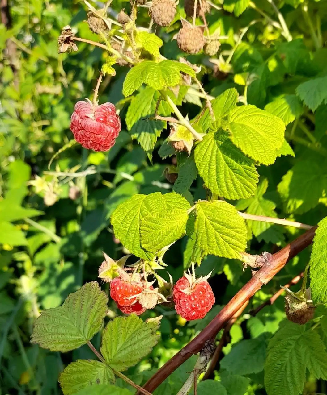 Малина 1л - Ягоды (Для дома и дачи) в Новокузнецк