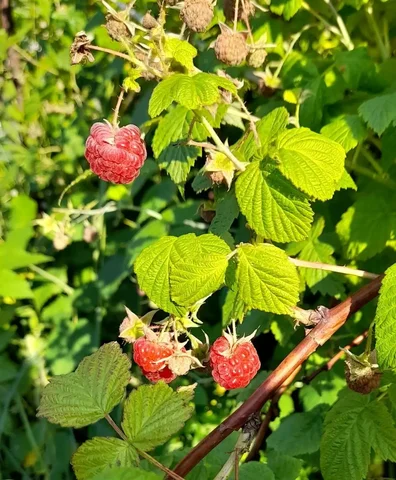 Малина 1л - Ягоды в Новокузнецк