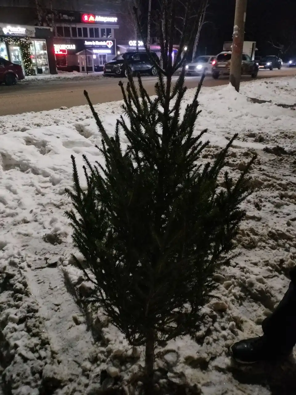 Продажа свежесрубленной ёлки для Нового года