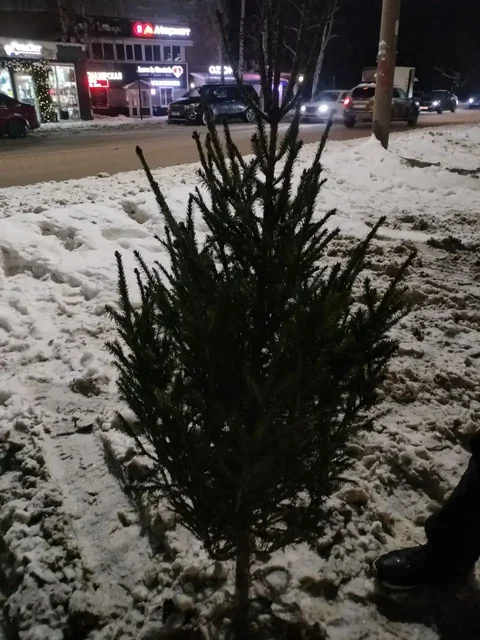 Продажа свежесрубленной ёлки для Нового года - частное объявление в Уфа