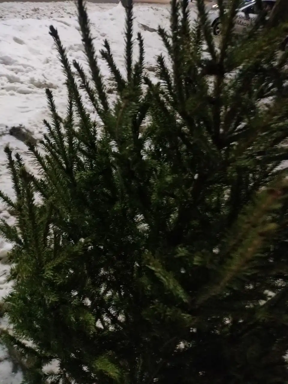 Продажа свежесрубленной ёлки для Нового года