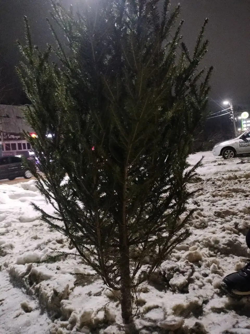 Продажа свежесрубленной ёлки для Нового года