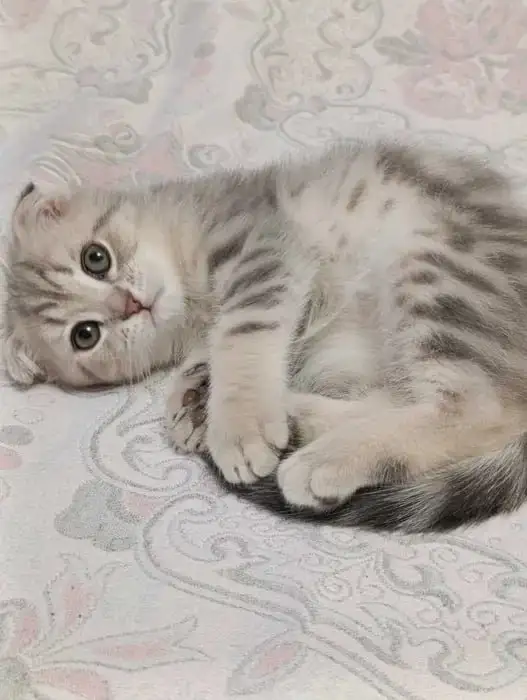 Шотландский вислоухий котенок в добрые руки - Кошки (Животные) в Уфа