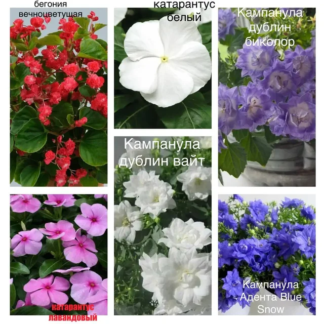 Продажа излишков цветов и рассады перцев с помидорами - Лодки и водный транспорт в Уфа