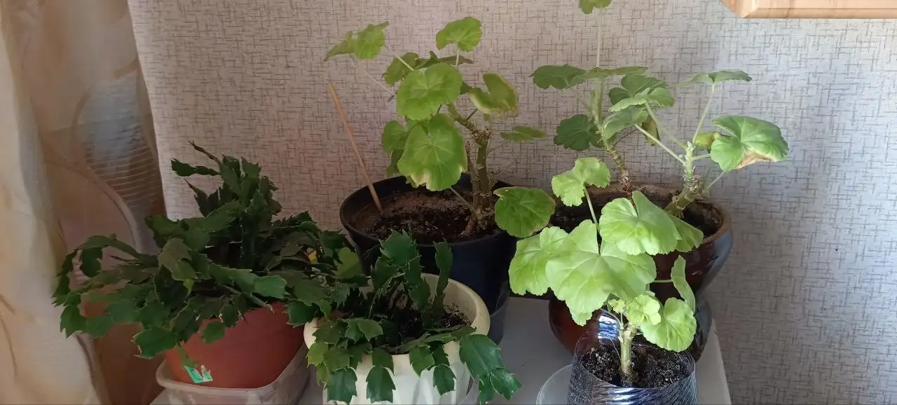 Продам каждый цветок - Растения (Барахолка) в Уфа