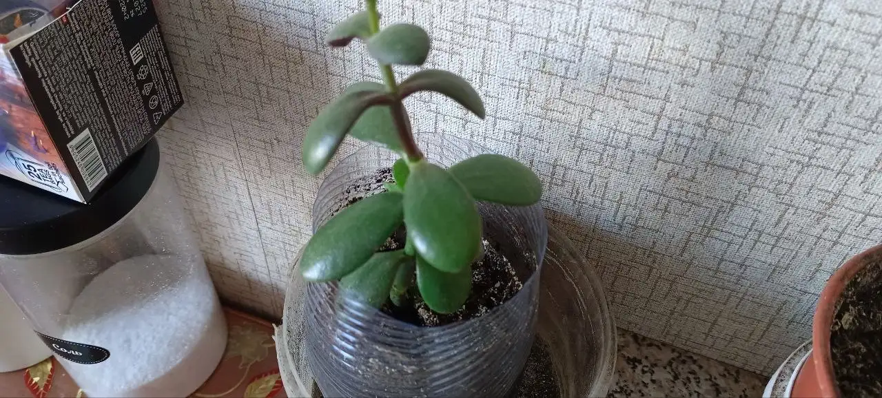 Продам каждый цветок - Растения (Барахолка) в Уфа