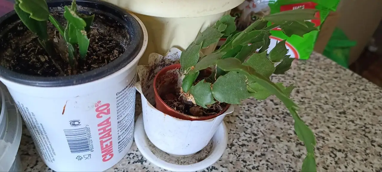 Продам каждый цветок - Растения (Барахолка) в Уфа