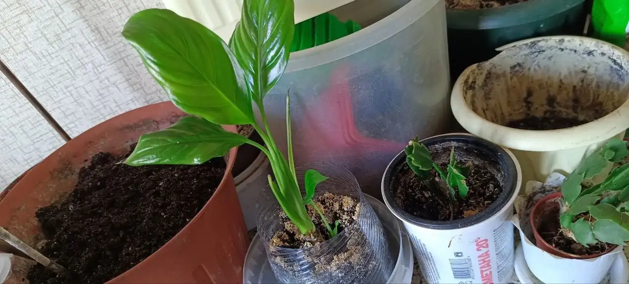 Продам каждый цветок - Растения (Барахолка) в Уфа