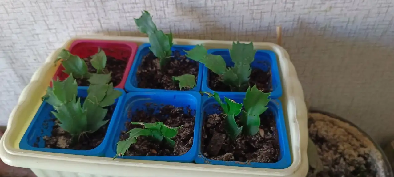 Продам каждый цветок - Растения (Барахолка) в Уфа