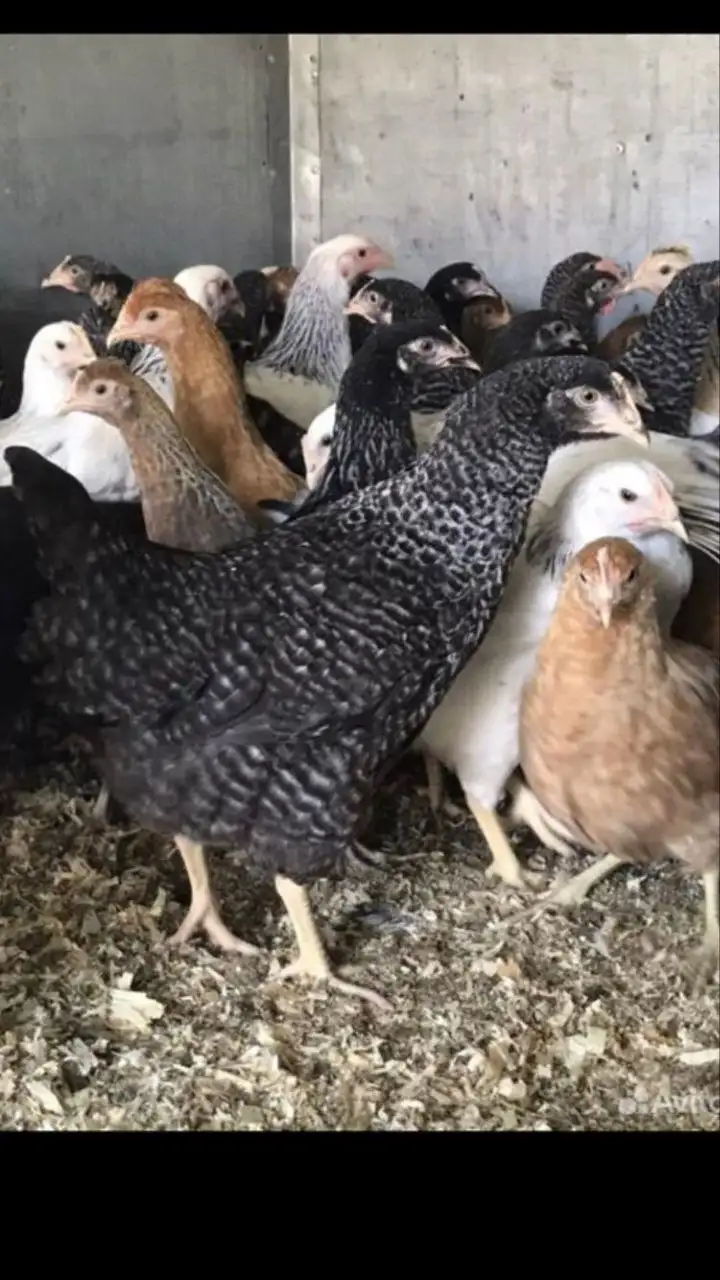 Объявление о продаже в Барахолке Уфа - Барахолка в Уфа