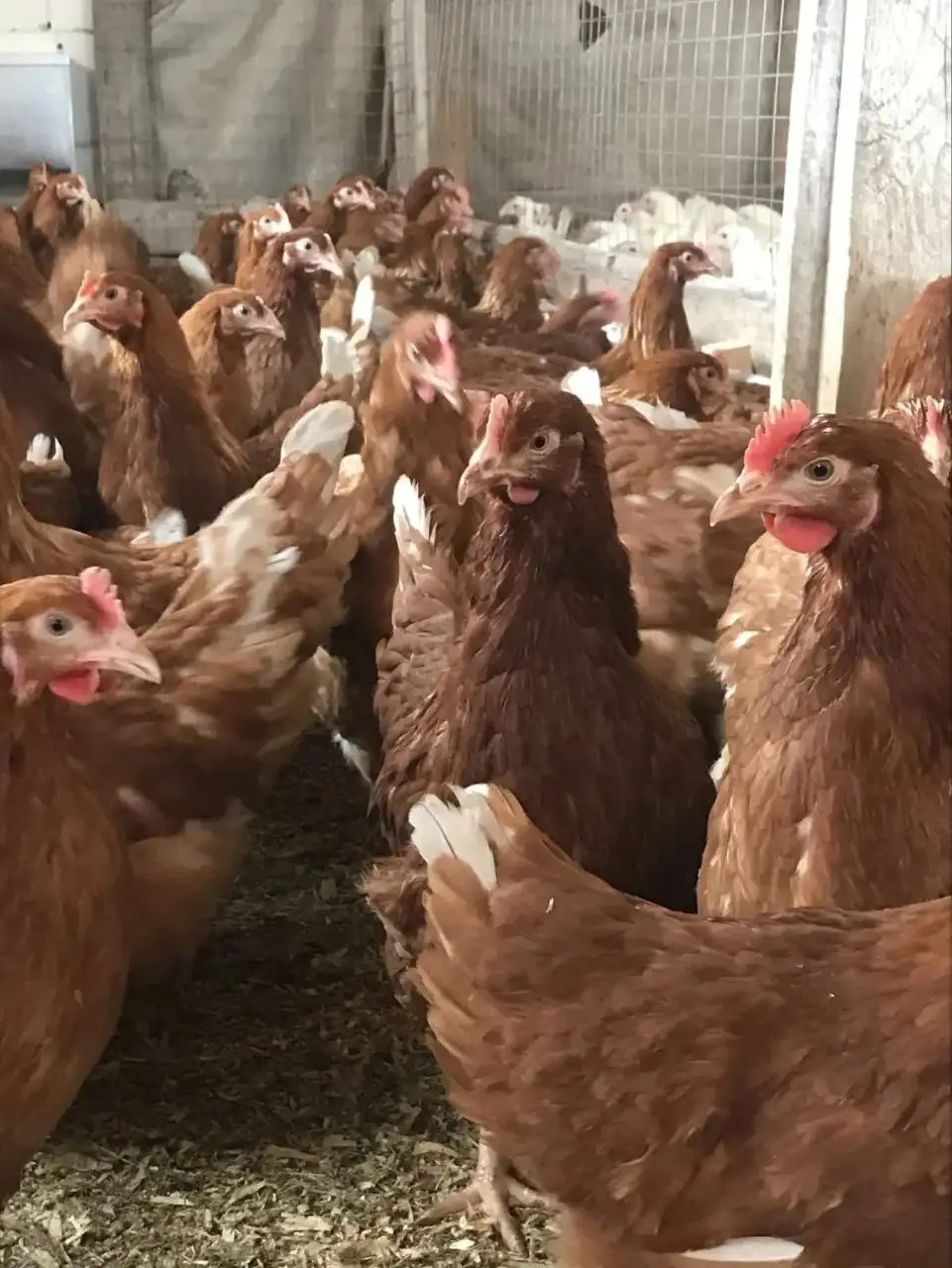 Объявление о продаже в Барахолке Уфа - Барахолка в Уфа