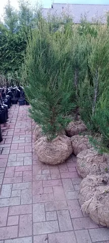 Можжевельник Блю эрроу 130-140 см - Постельное белье в Уфа