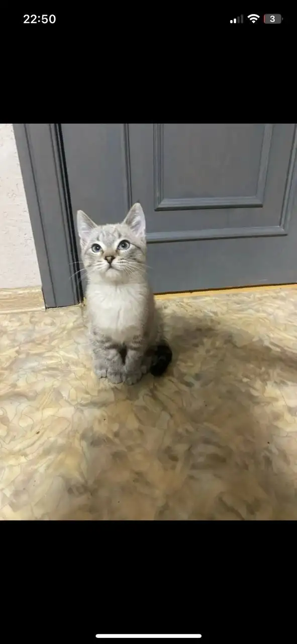Отдам котенка в добрые руки - Кошки (Животные) в Уфа