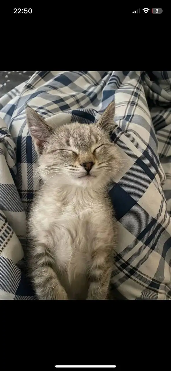 Отдам котенка в добрые руки - Кошки (Животные) в Уфа