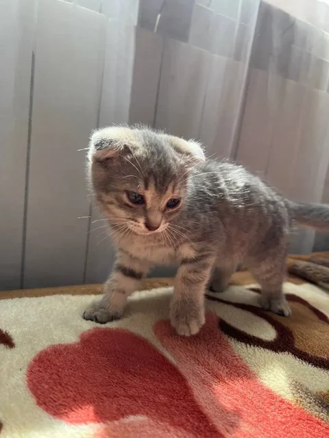 Кошки в добрые руки - частное объявление в Уфа