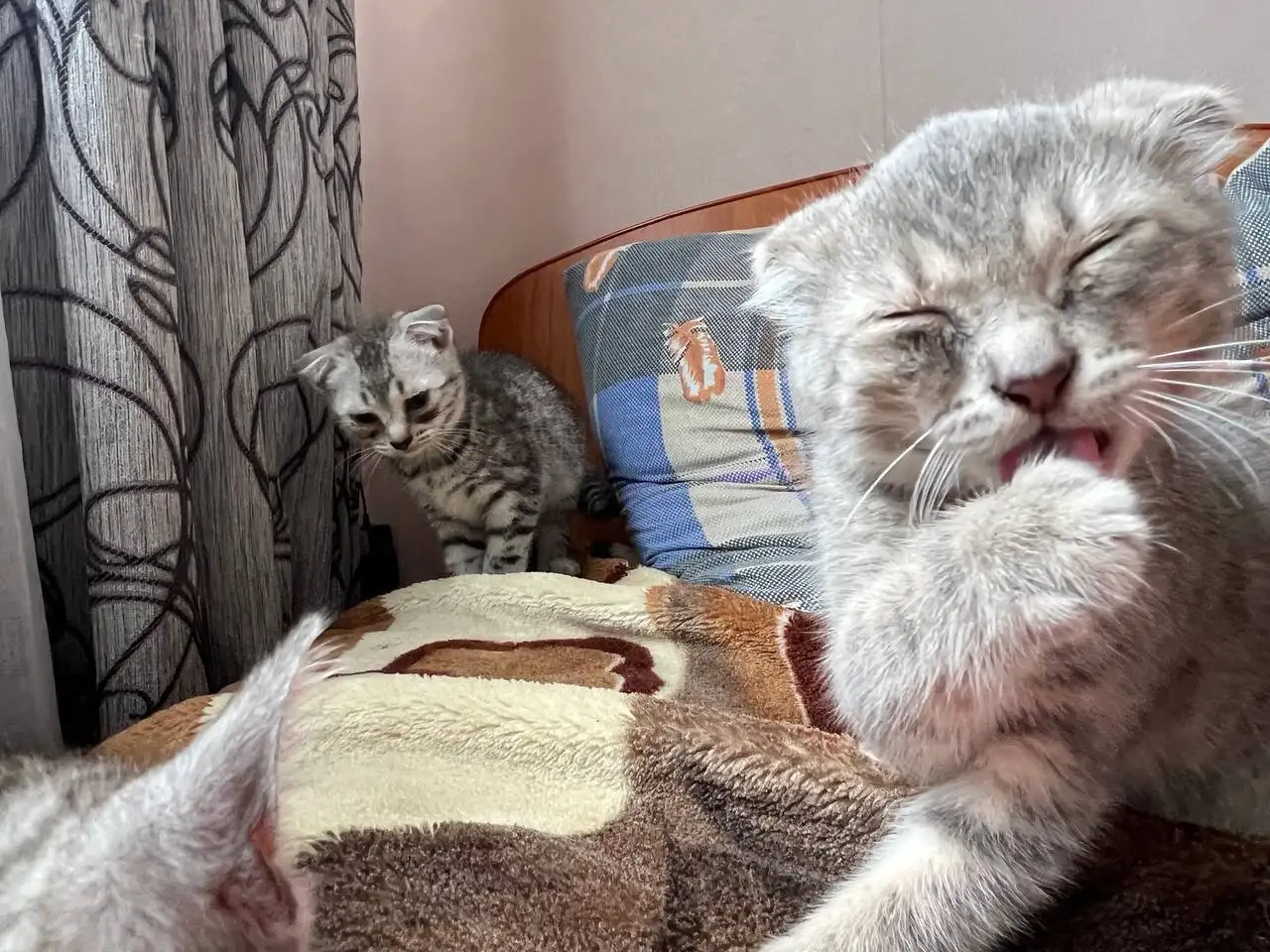 Кошки в добрые руки - Кошки (Животные) в Уфа