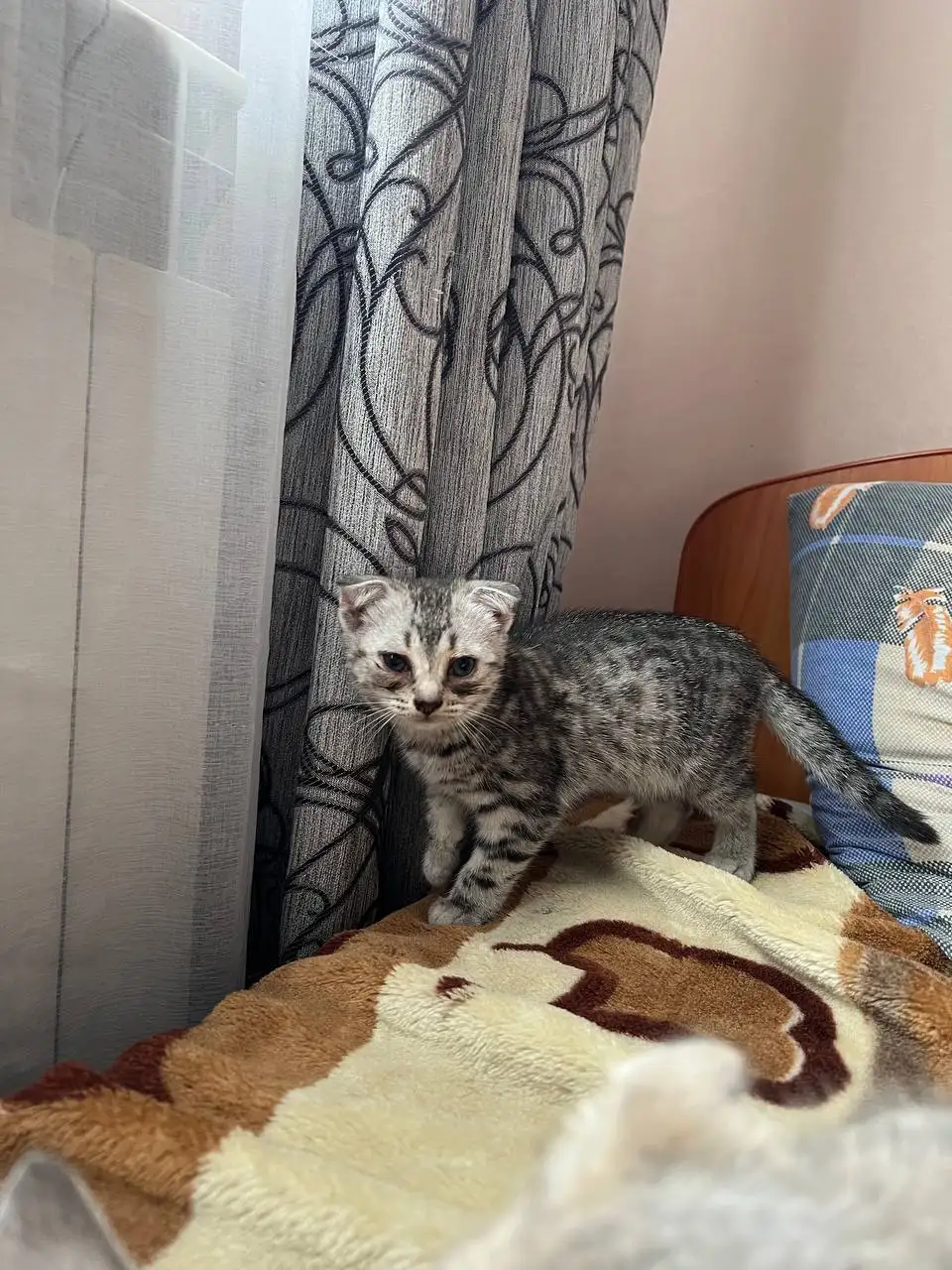 Кошки в добрые руки - Кошки (Животные) в Уфа