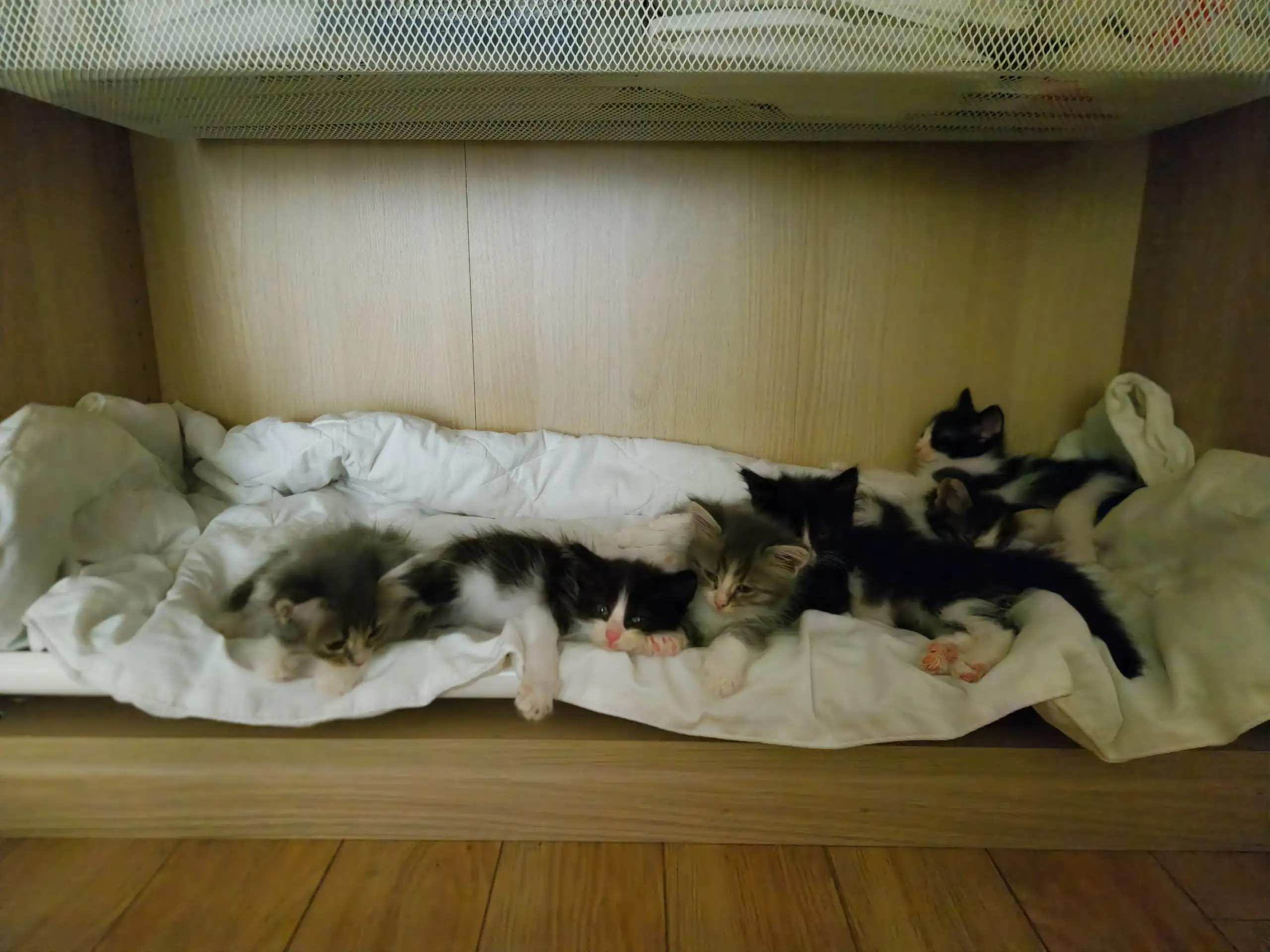Отдам котят в добрые руки - Животные в Уфа