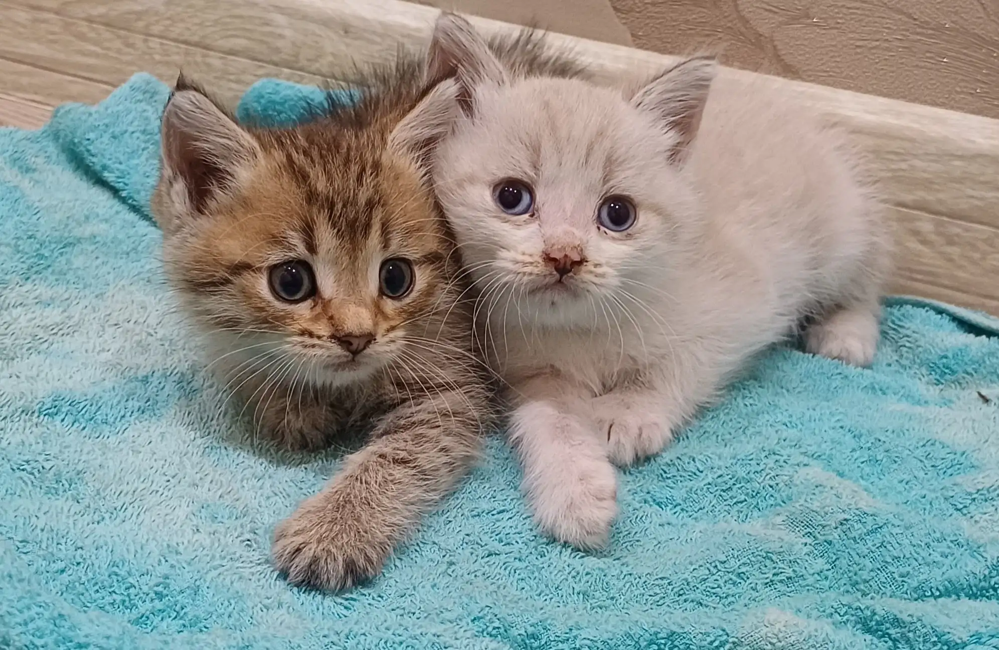 Отдаются бесплатно котята - Кошки (Животные) в Уфа