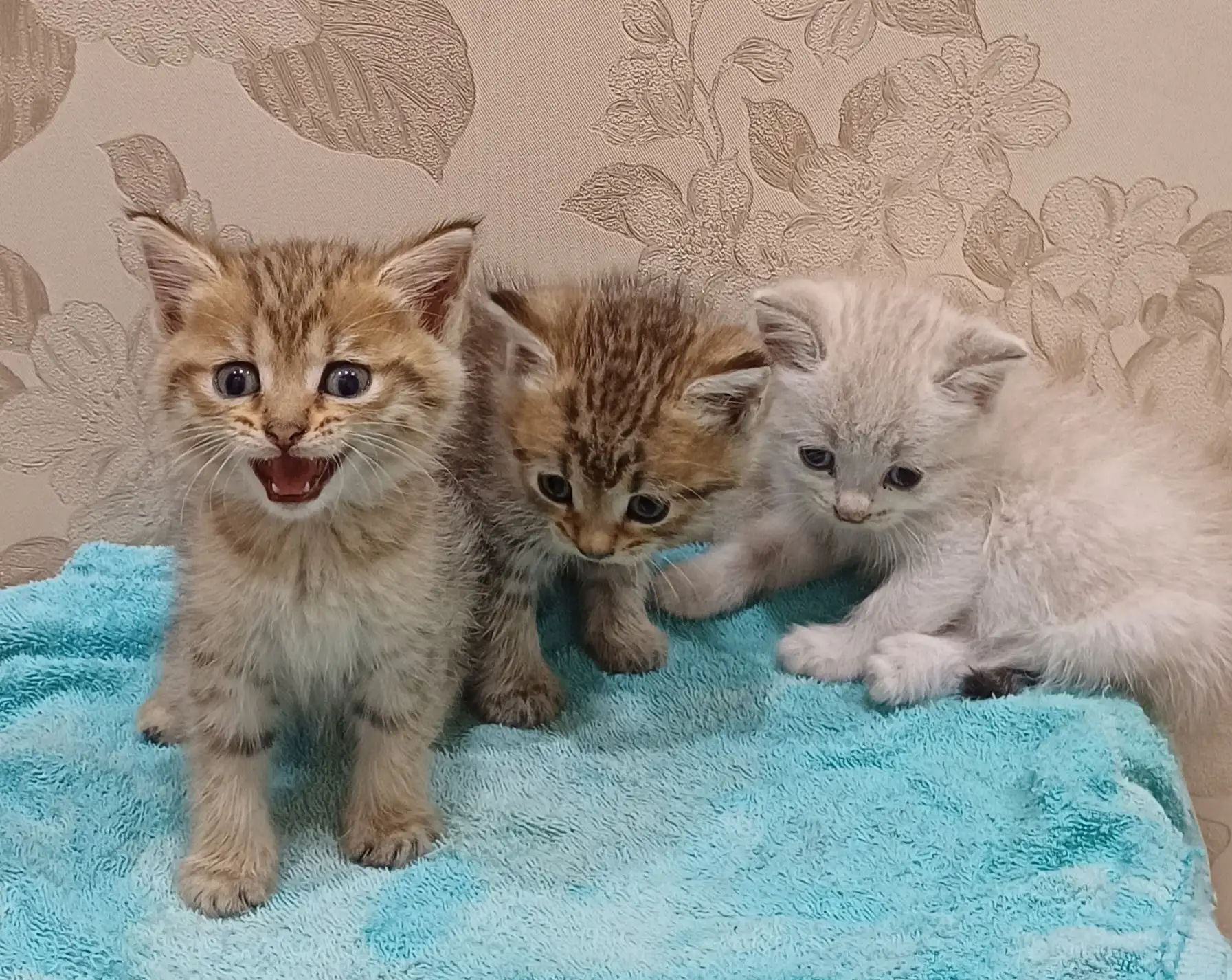 Отдаются бесплатно котята - Кошки (Животные) в Уфа