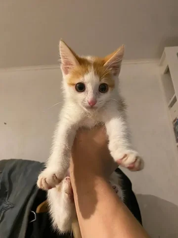 Котенок в добрые руки - частное объявление в Уфа