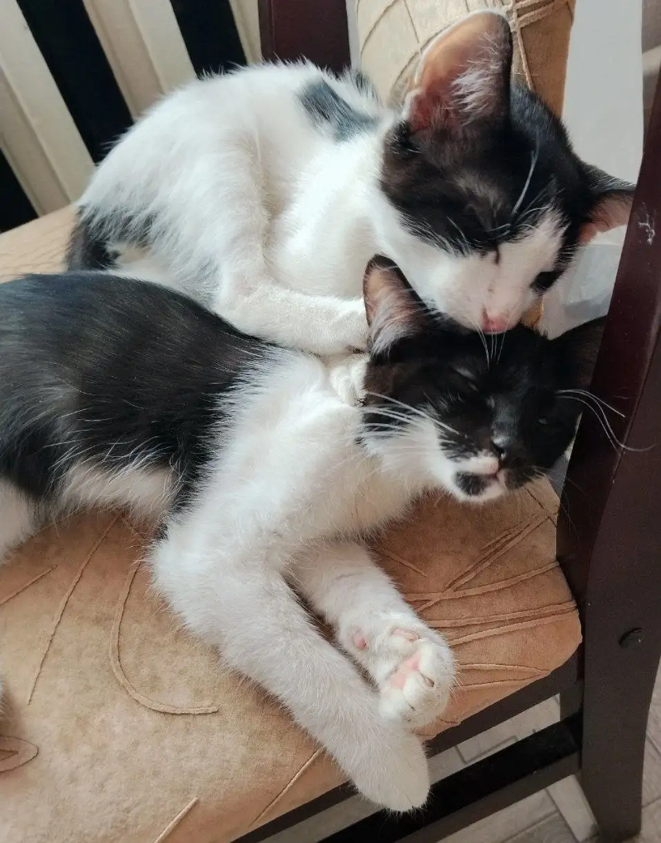 Коты в добрые руки - Животные в Вологда