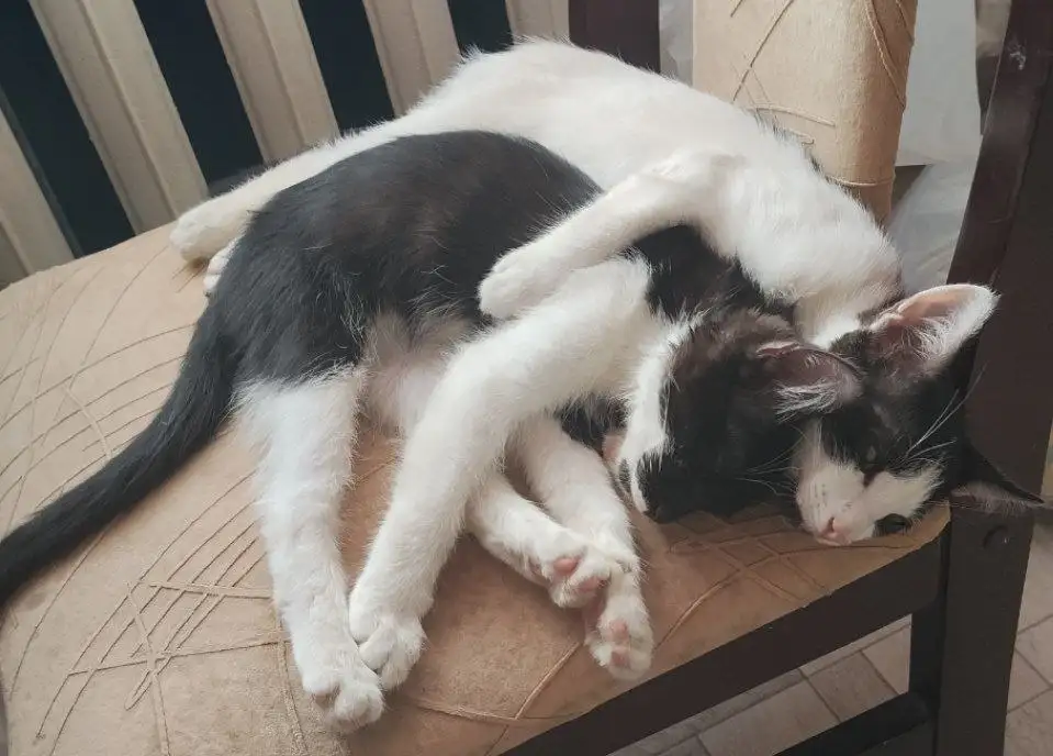 Коты в добрые руки - Животные в Вологда