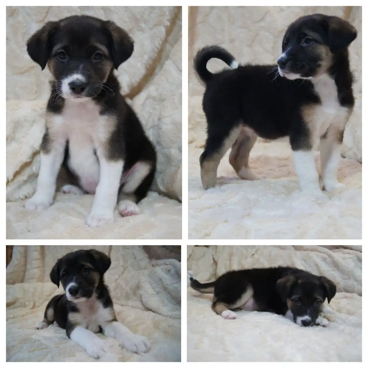 Продажа щенка