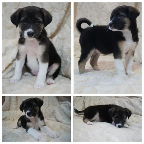 Продажа щенка - Животные в Красноярск