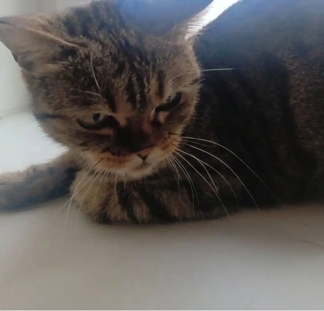 Кошка ищет дом в Емельяново