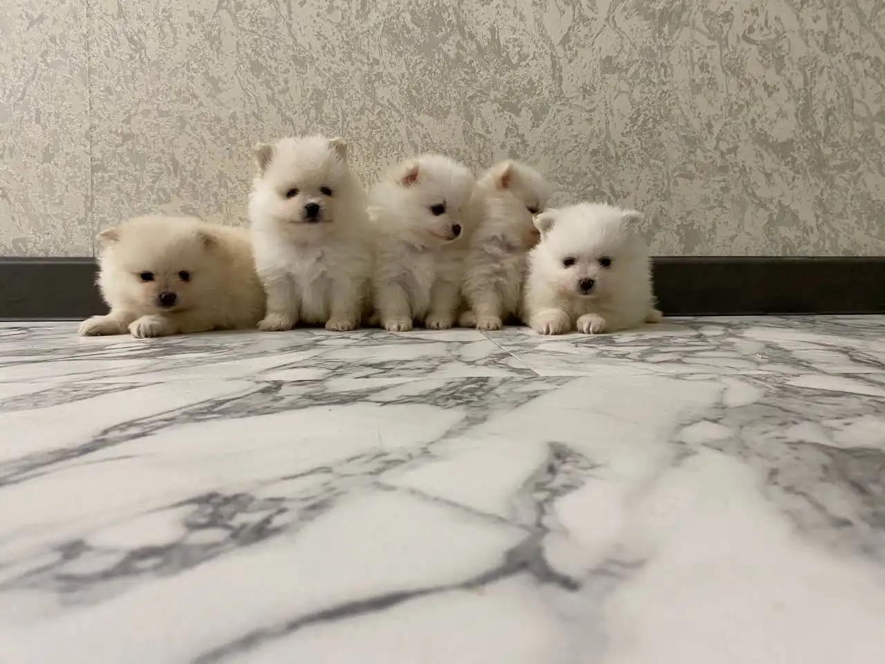 Продажа щенков шпица