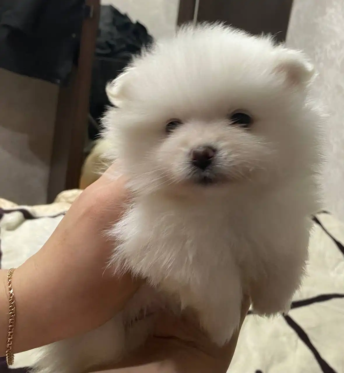 Продажа щенков шпица