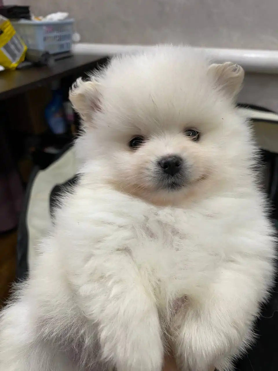 Продажа щенков шпица