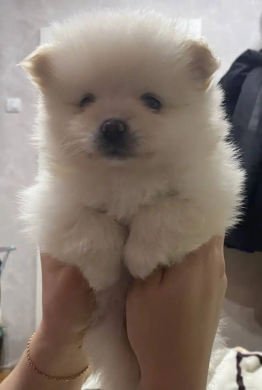 Продажа щенков шпица