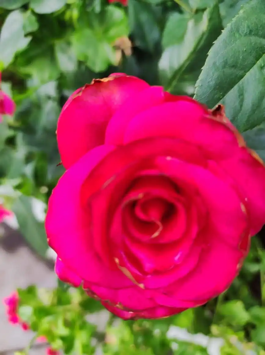 Вакансия повара для кафе «Лемонграсс» в Москве - Работа в Москва