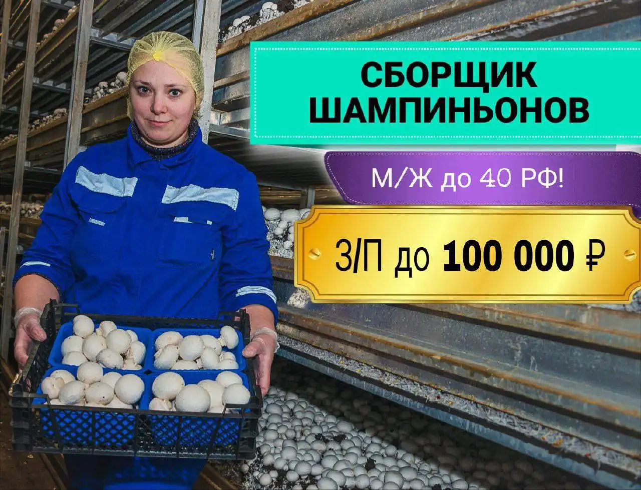 Работник на производстве шампиньонов в Кашире - Сельское хозяйство (Работа) в Кашира