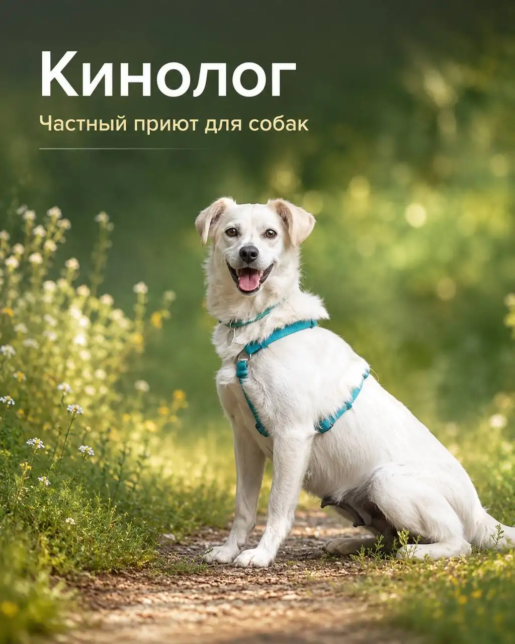 Вакансия кинолога в частный приют для собак - Работа в Ямщина