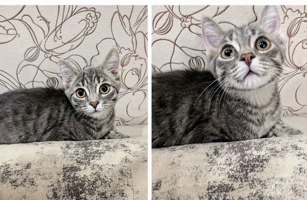 Котенок ищет дом в Братске