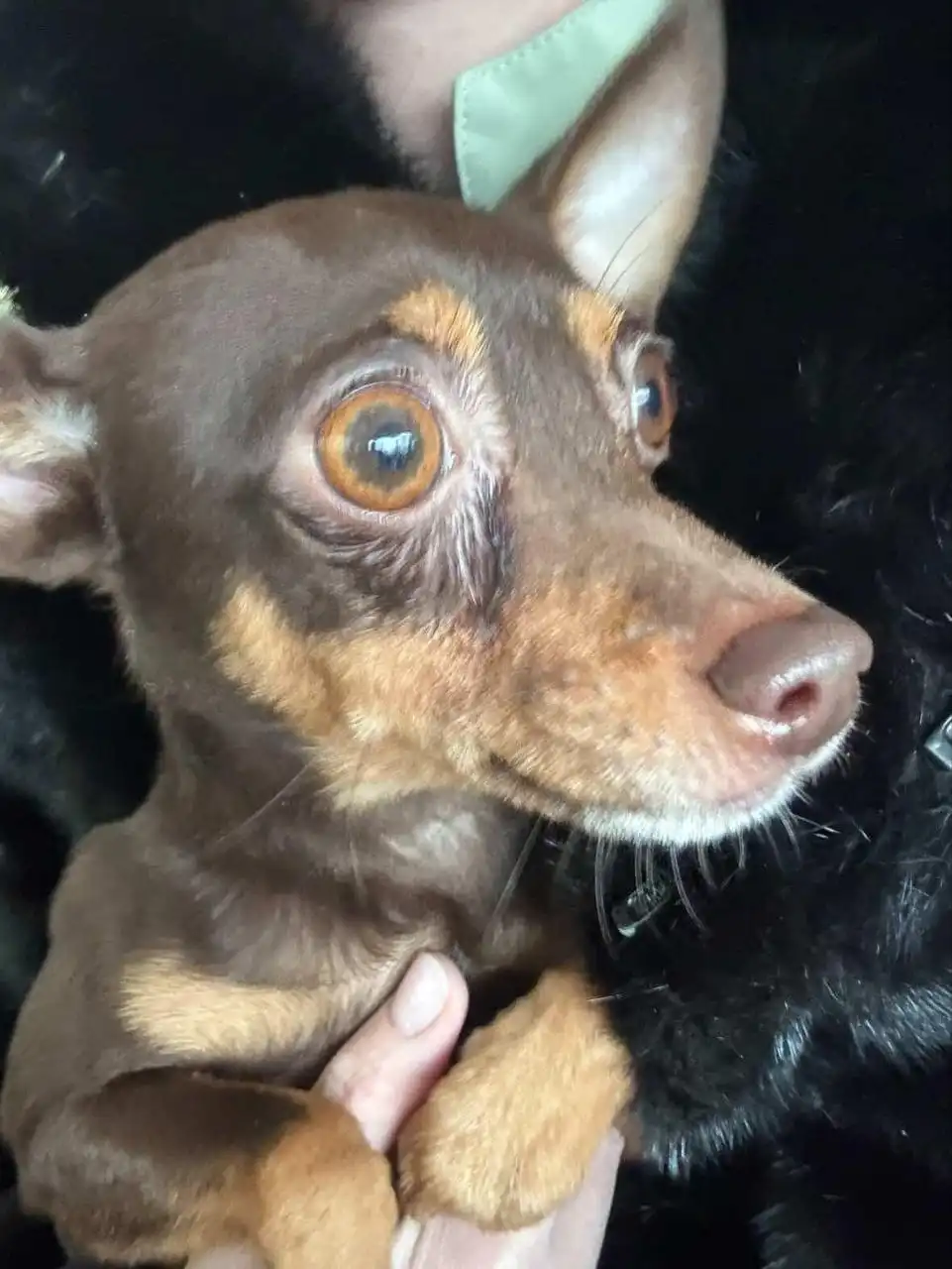 Найдена собачка на улице Цветочной