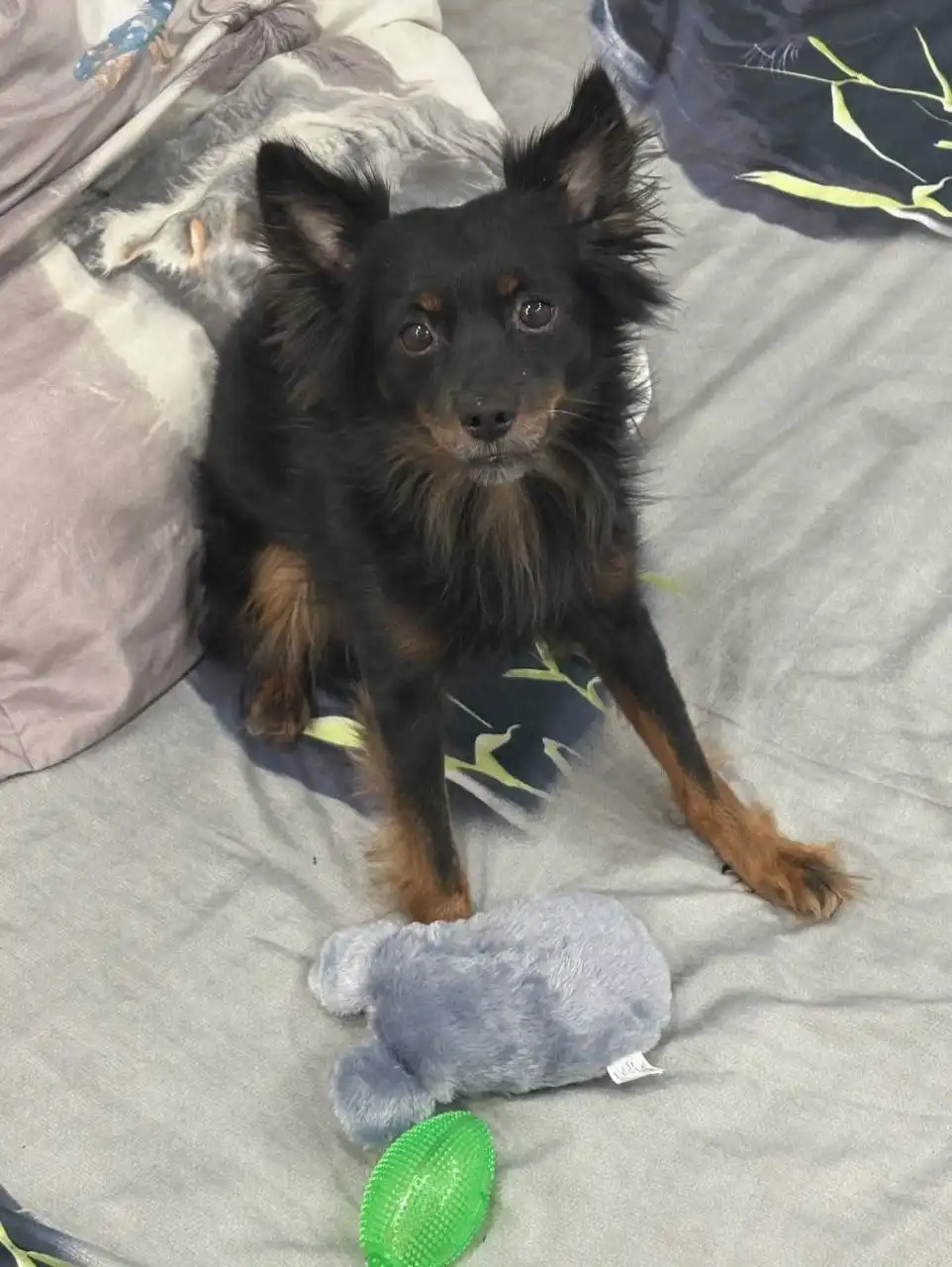 Пропала собака Блэк в районе дач Водозабор